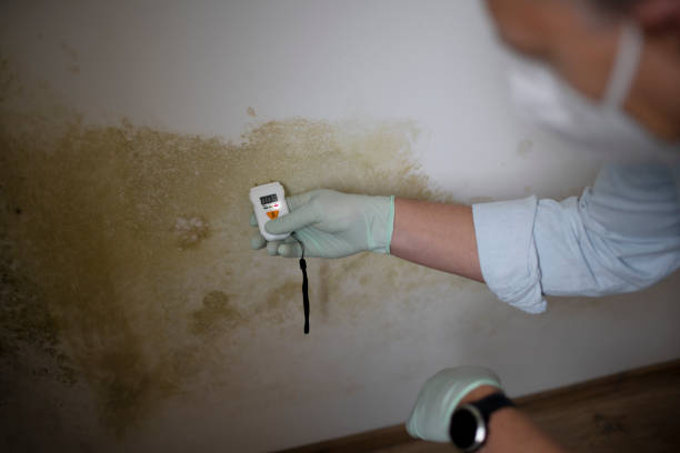 Best Toxic Mold Removal  in Pembroke Pines, FL