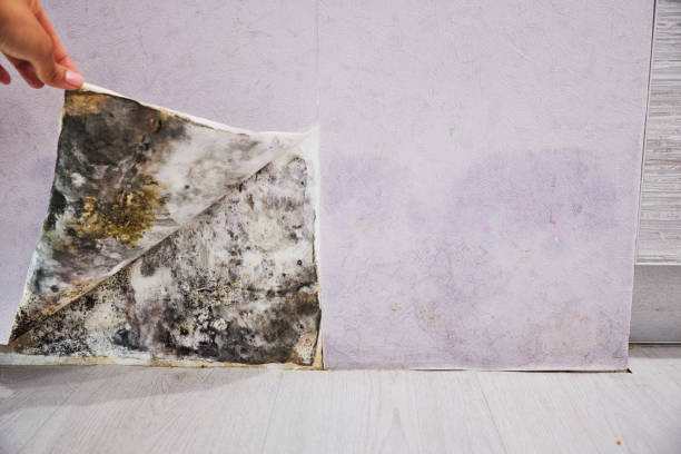 Best Commercial Mold Removal  in Pembroke Pines, FL